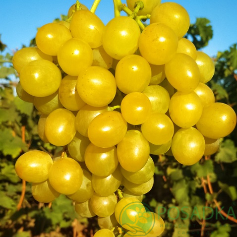 Саженцы винограда: Божий дар - Л.В.Авина
